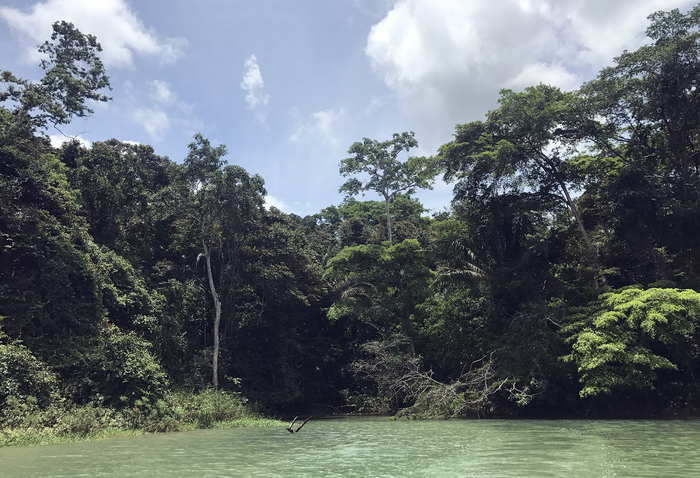 Rainforest as seen from Panama Canal