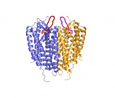 Structure of Linked CXCR4 Molecules