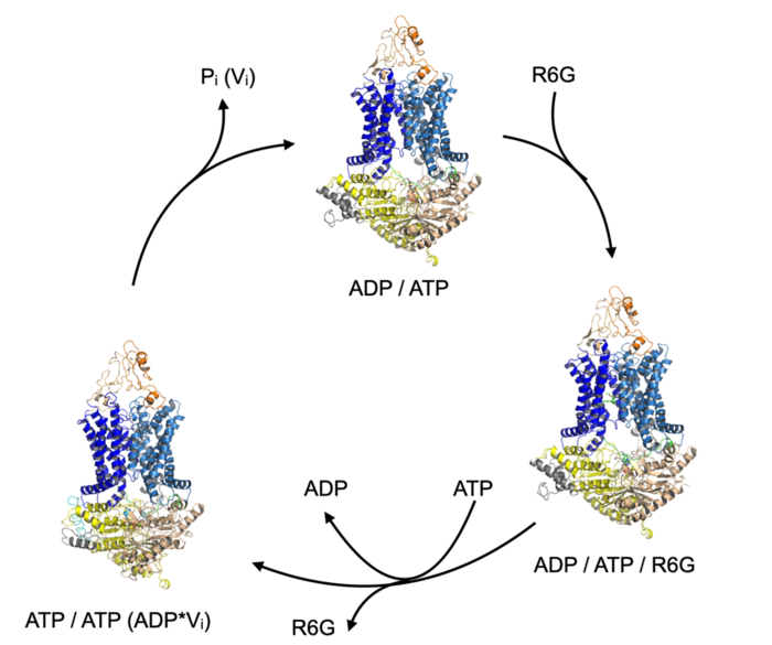 Transport cycle of ABC transporter Pdr5