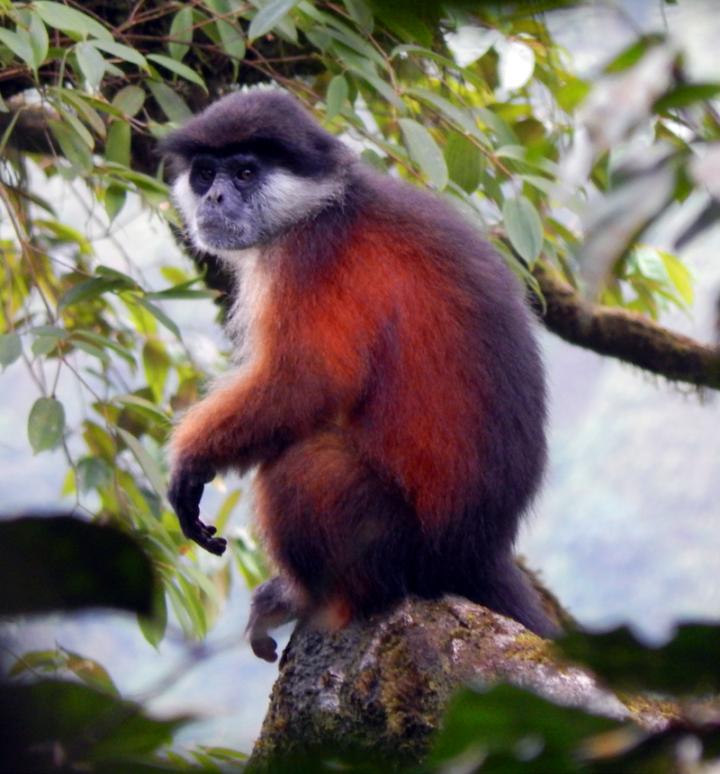 Pennant's Red Colobus Monkey