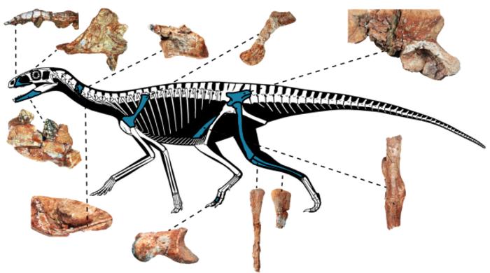The complexity of classifying silesaurid phylogeny