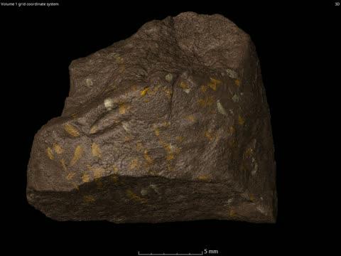 3D model of coprolites with Triamyxa beetles