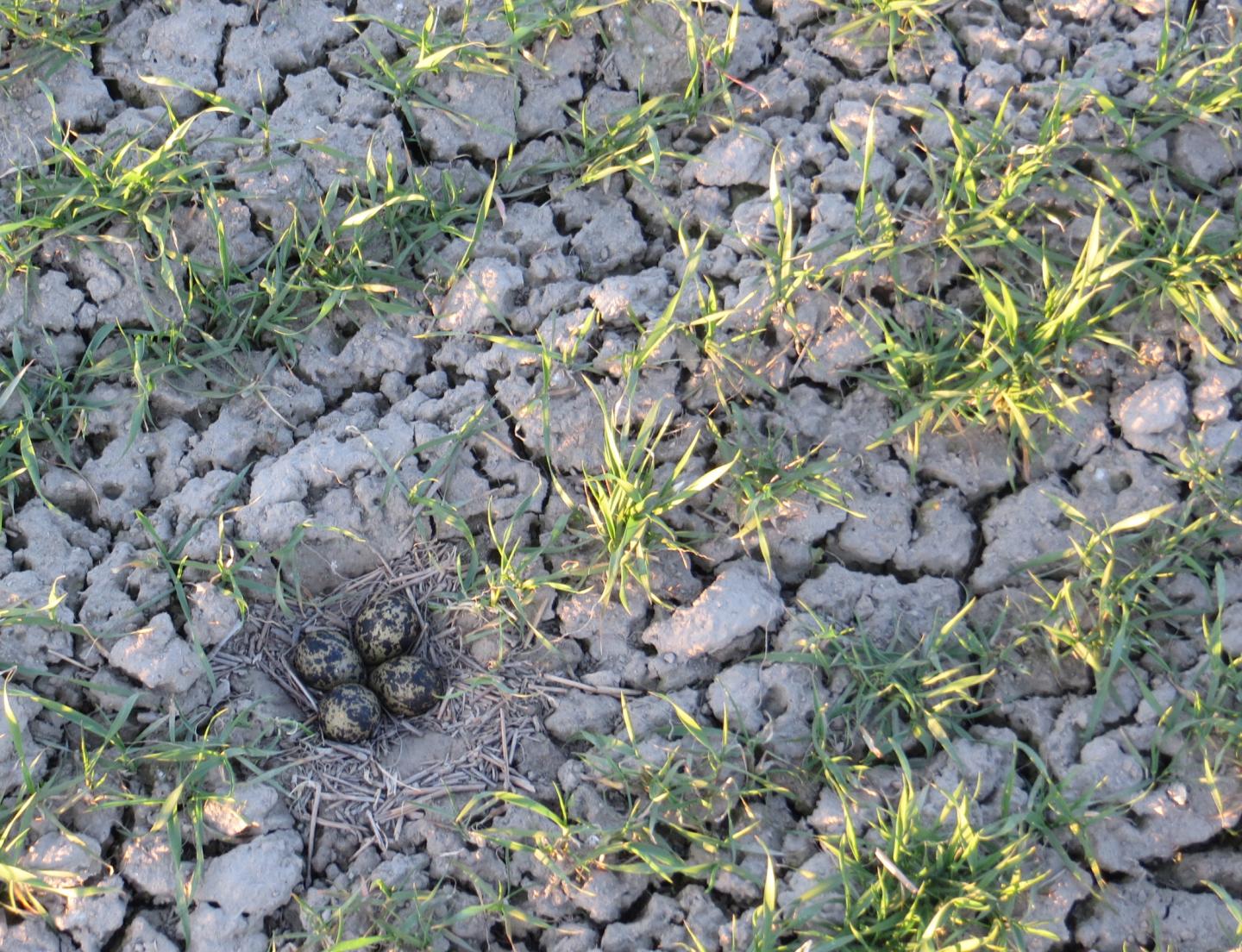 Lapwing's Modest Nest