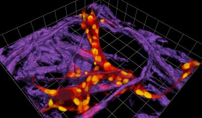 Endothelial Cells Grown in Paper