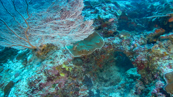 Deep Reef Seychelles (c) Nekton 2022.