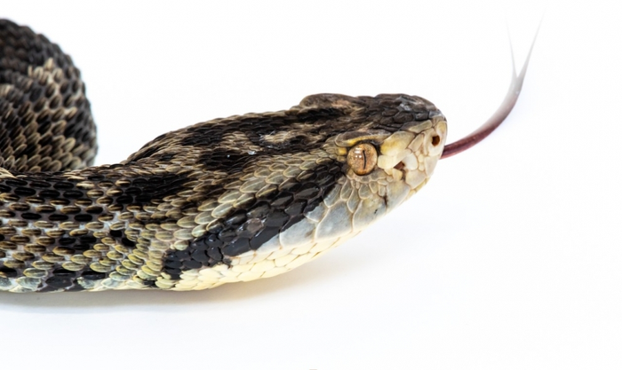 Brazilian snake’s genome