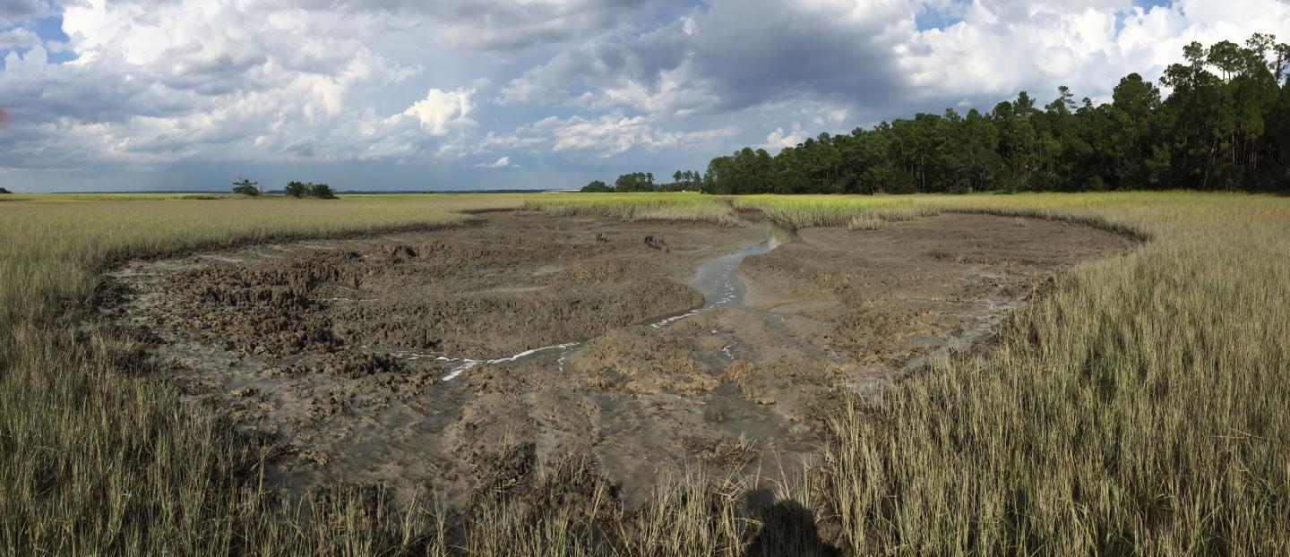 Close up View of the Border of a Crab Grazing Front