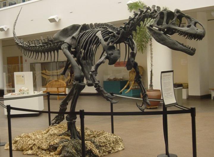 <em>Allosaurus fragilis</em>