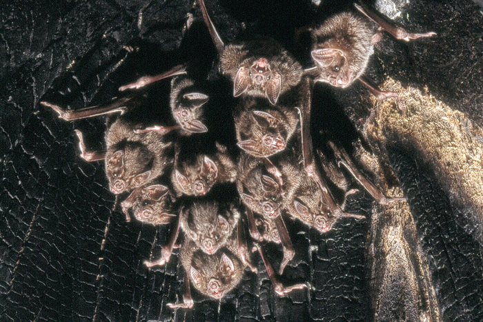 Common Vampire Bats