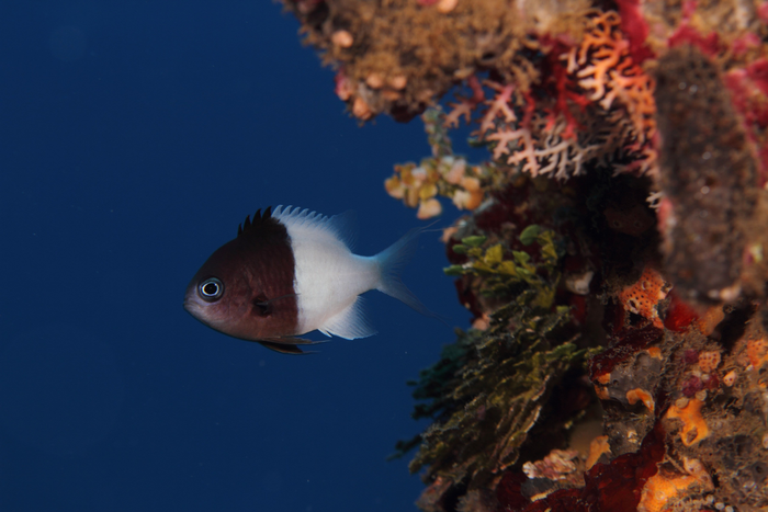 Damselfish