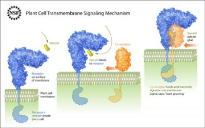 Transmembrane Signaling in a Plant Cell aided by a steroid