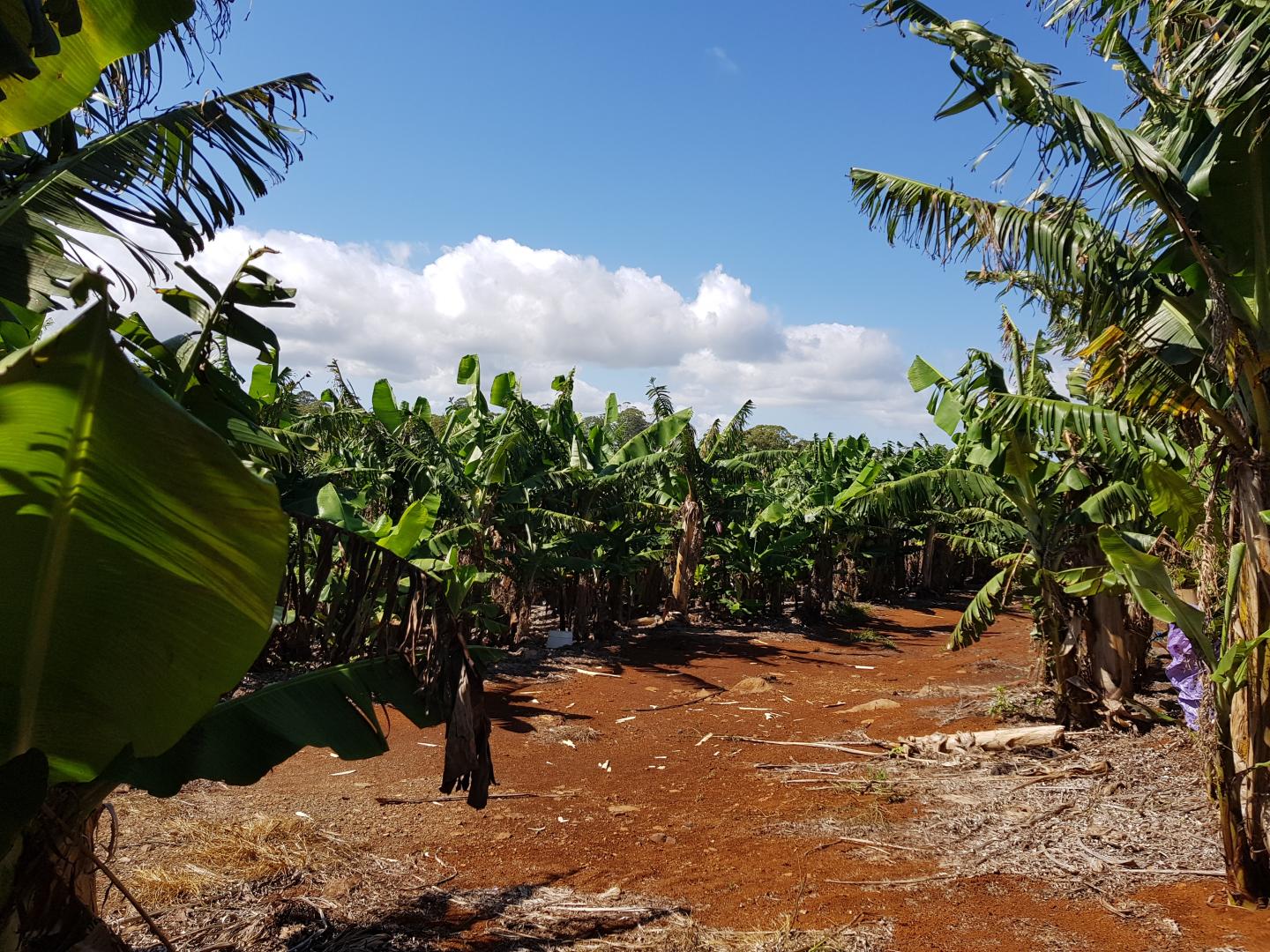 Banana plantation