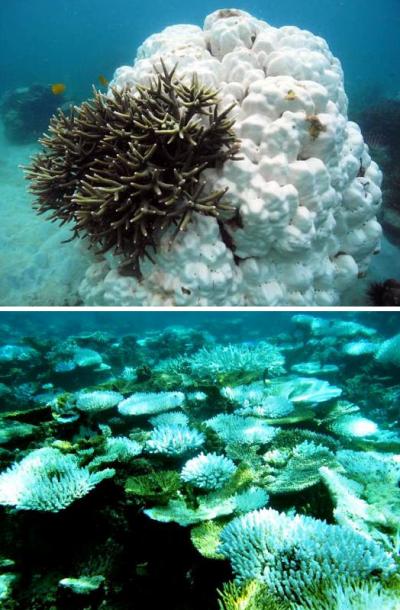 Contrasting Coral Bleaching