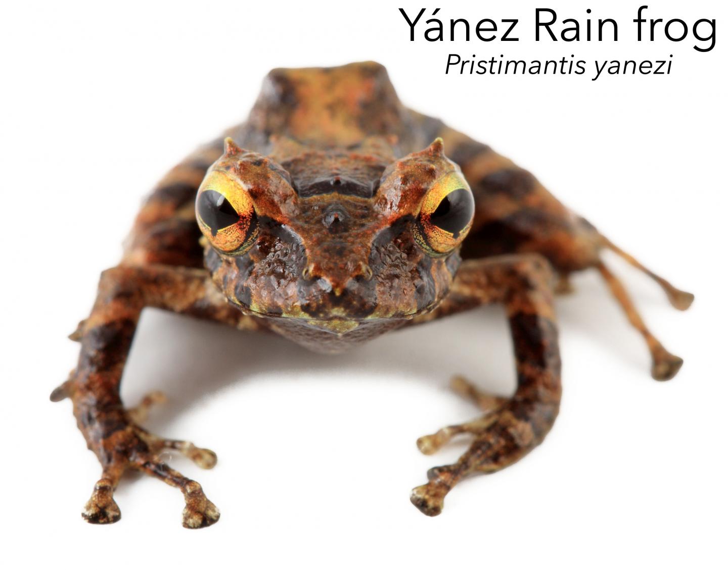 Pristimantis Yanezi