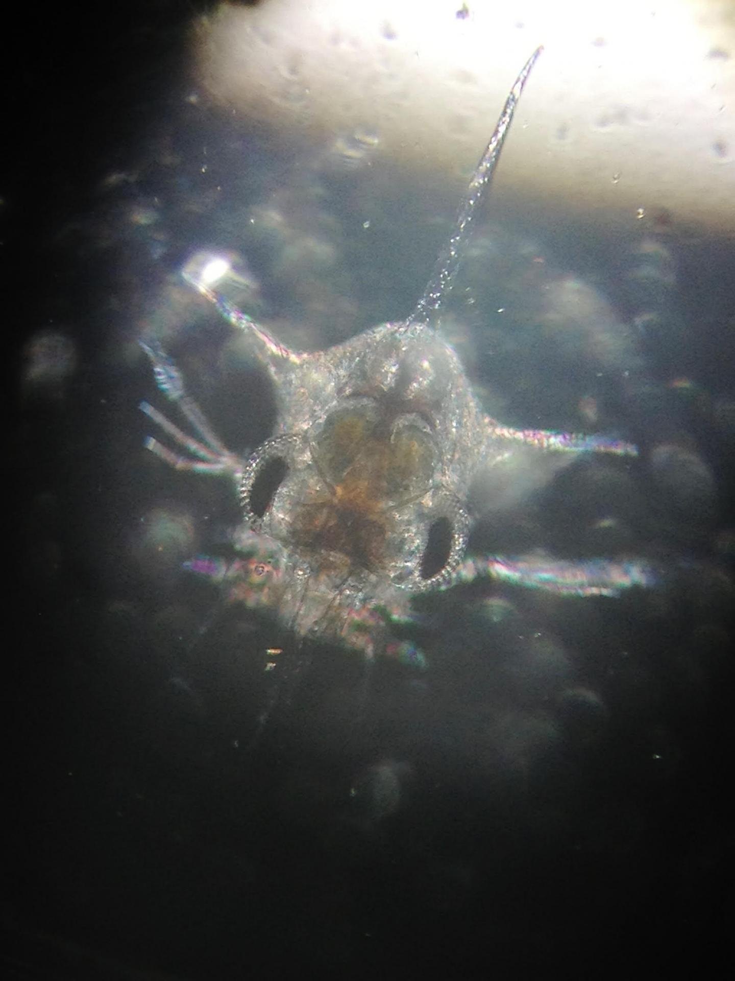 Dungeness Crab Larvae