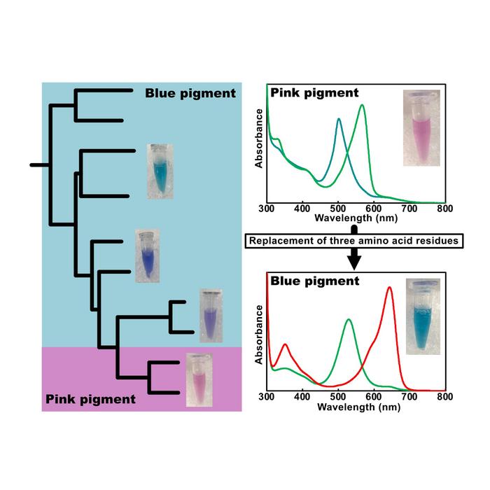 Molecular plasticity of cyanobacteriochromes.