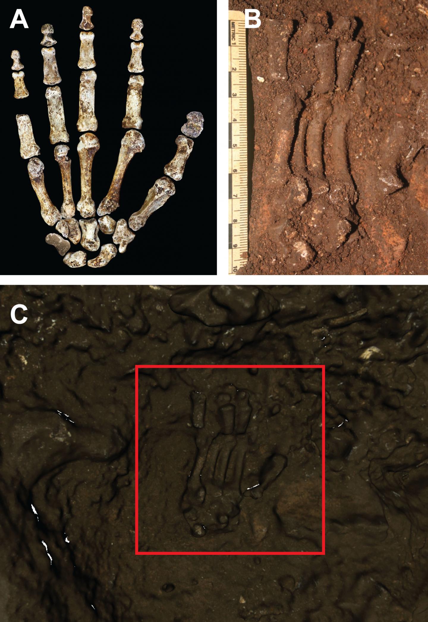 <em>Homo naledi</em> Hand Scan