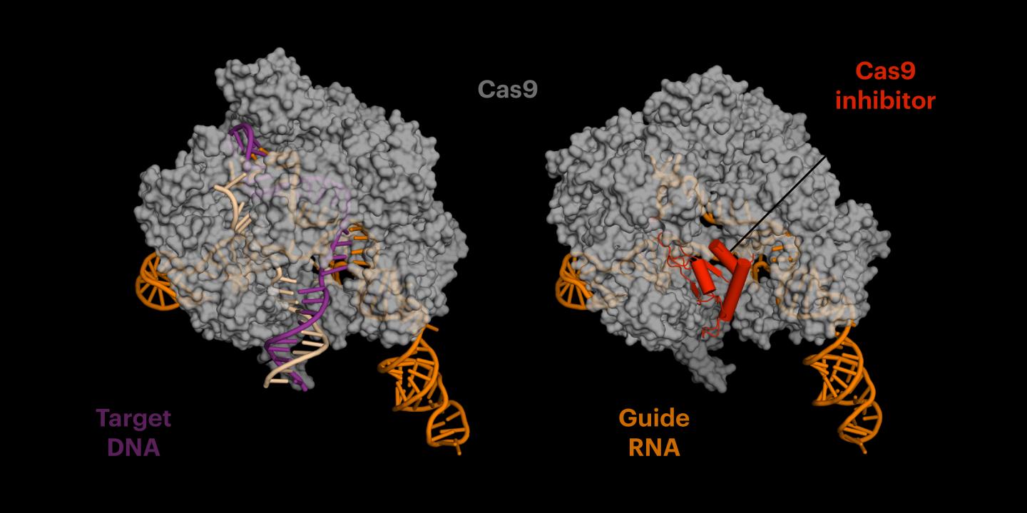Structure of anti-CRISPR Protein Bound to Cas9