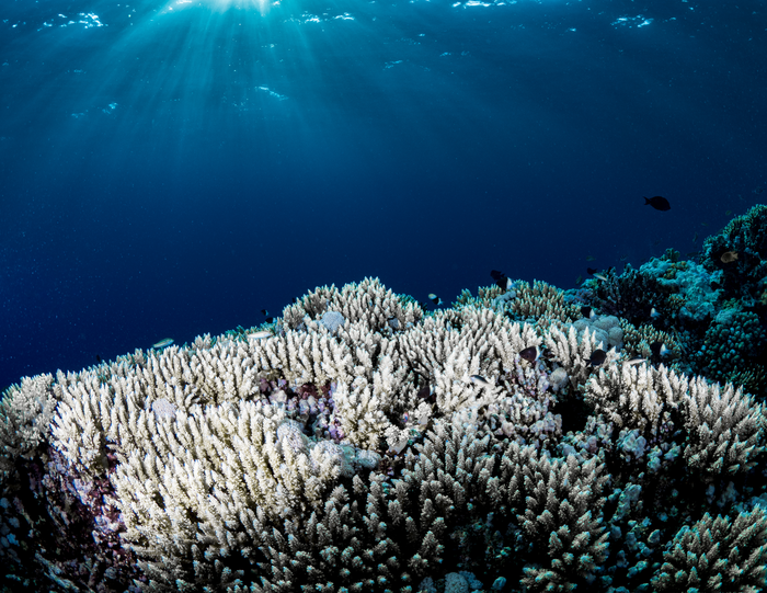 Corals survive the heat with bacterial help