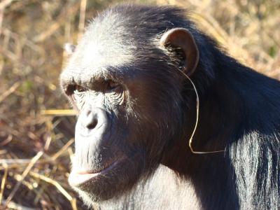 'Grass-In-The-Ear' Technique Sets New Trend In Chimp Etiquette
