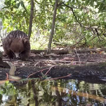 Monotreme Study Aussie mammals