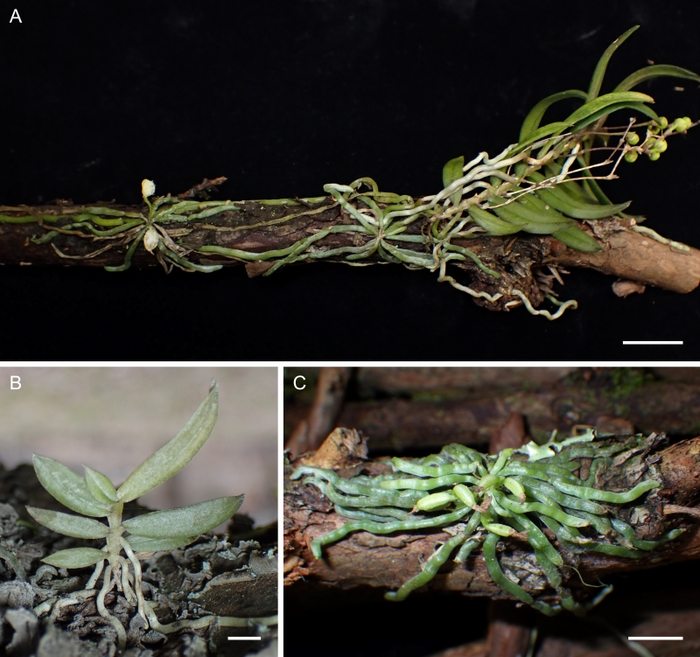 Fig. 1. Thrixspermum japonicum and Taeniophyllum aphyllum specimens.