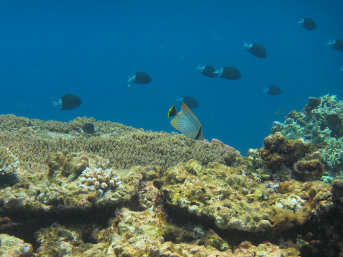 Chaetodon_trifascialis on Acropora table