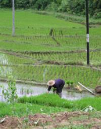 Woman Working in Rice Paddies
