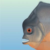 Head of Piranha-Like Fish