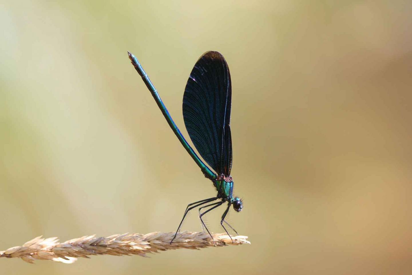 Calopteryx virgo