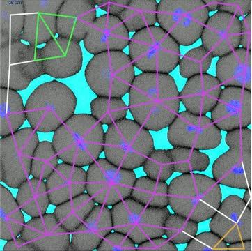 Time-lapse of the zebrafish embryo with an overlaid rigidity network based on rigidity percolation theory