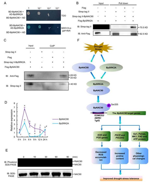 BpSRK2A interacts with and phosphorylate BpNAC90 and the working model of how BpNAC90 modulates drought stress.