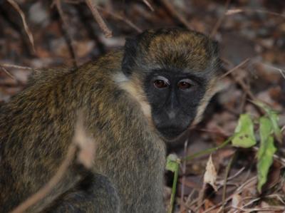 <i>Chlorocebus aethiops</i>, a Primate Species Highly Likely to Transmit Emerging Diseases