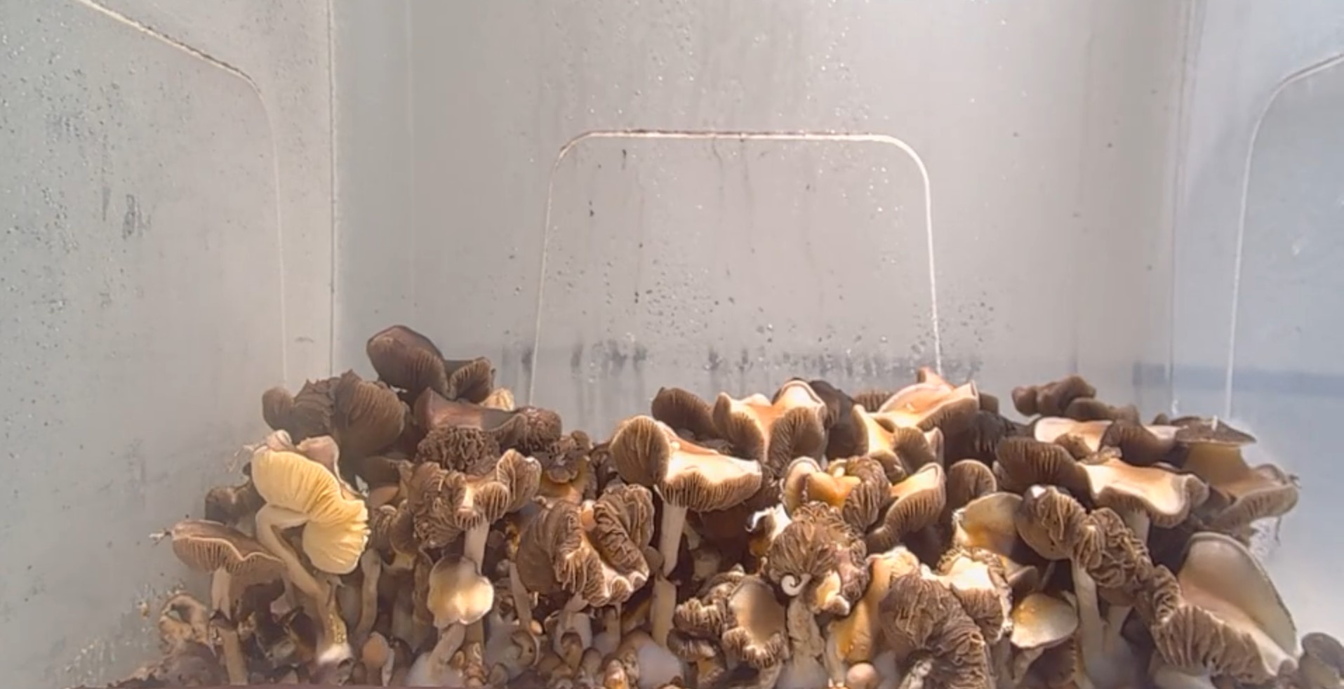 Fungi timelapse