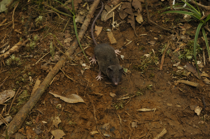 Crocidura pallida