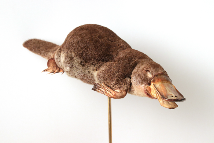 Platypus