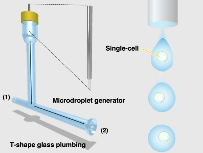 Researchers develop a highly efficient sample introduction method for elemental analysis in single mammalian cells