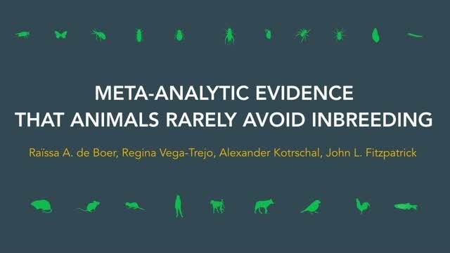 Meta analytic evidence that animals rarely avoid inbreeding