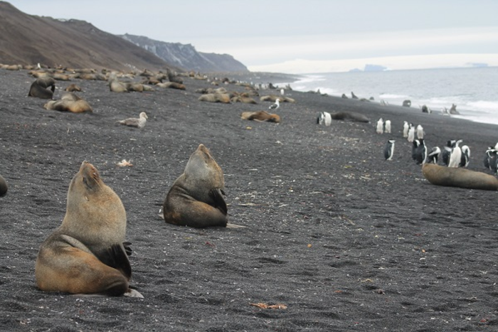 Antarctic fur seal