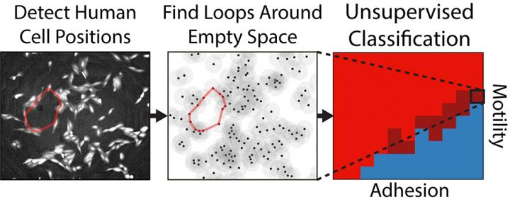 Topology of cell clusters