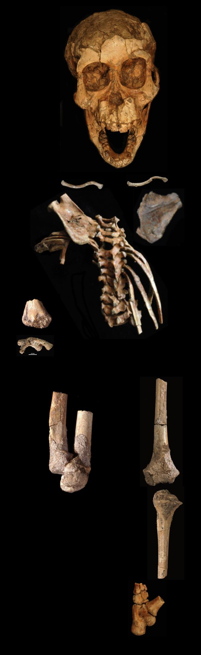 一类人猿少年的足部化石展现了猿样特征——提示还在攀援树木