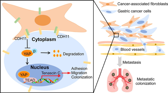 A model illustrating the crucial role of CDH11 in GC cell-fibroblast juxtacrine interactions and its impact on metastasis