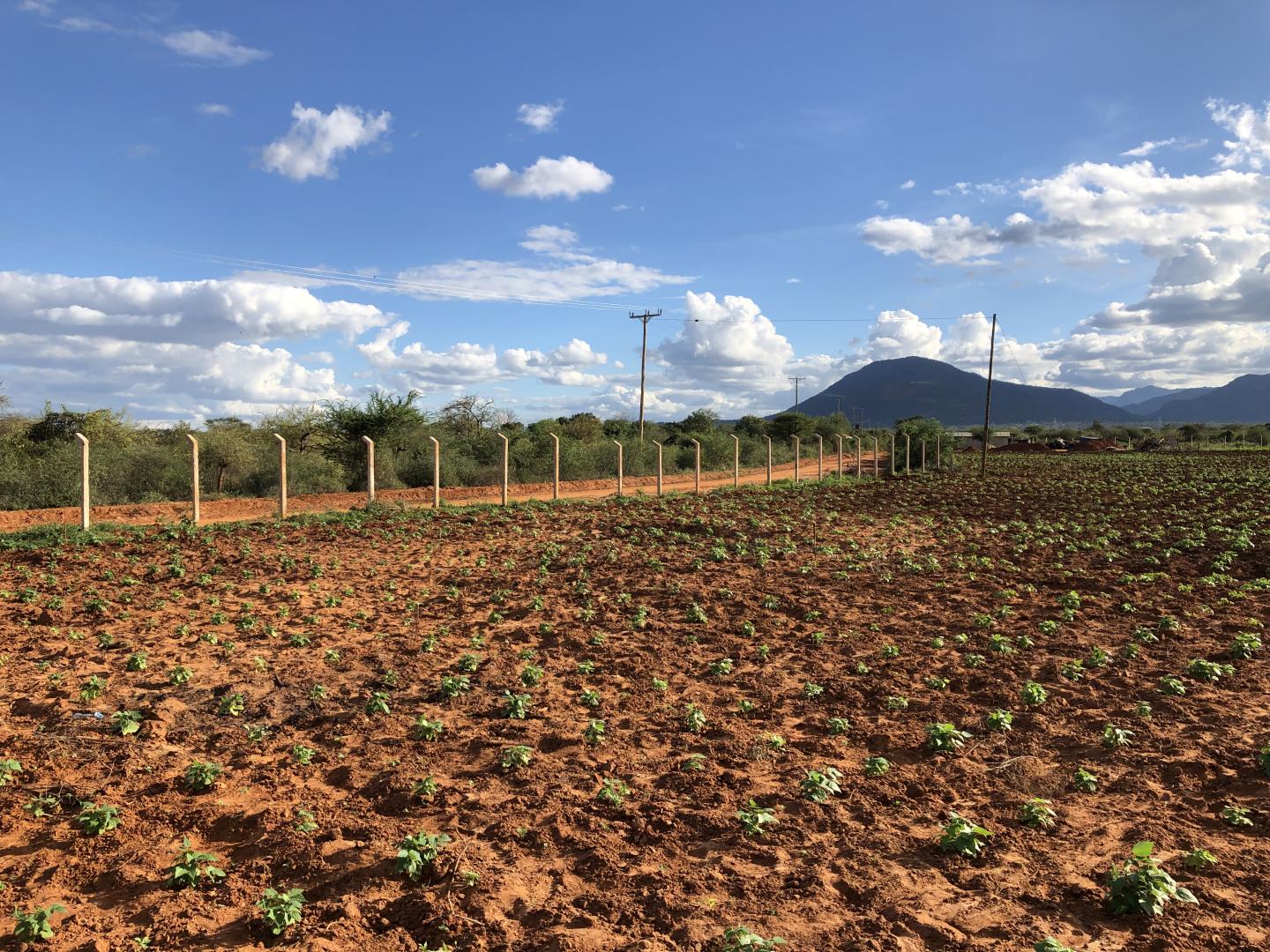 Acacia Bushland and Bean Field in Kenia