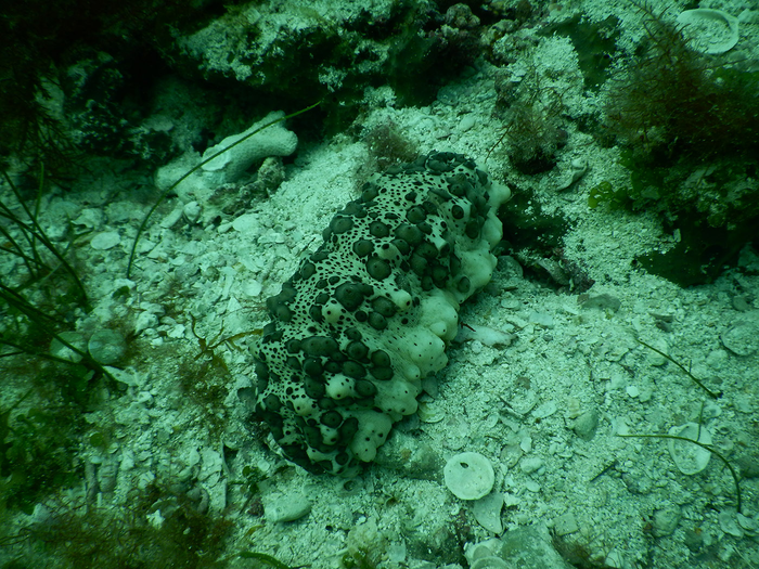 Sea Cucumber - often called "worms of the sea"