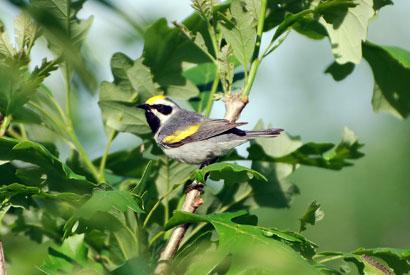 Male Golden-winged Warbler