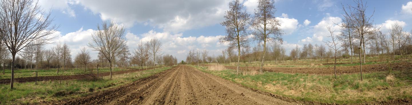 Agroforestry