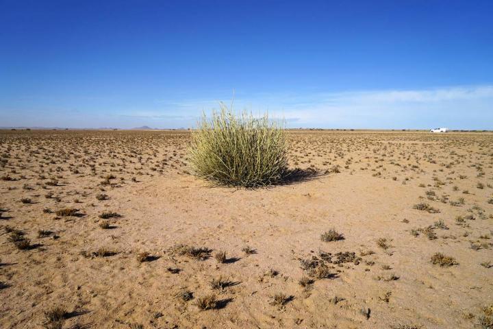 Fairy Circles with Euphorbia Shrub