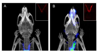Application of Dual-Modality Optical and PET/CT Activity-Based Probe