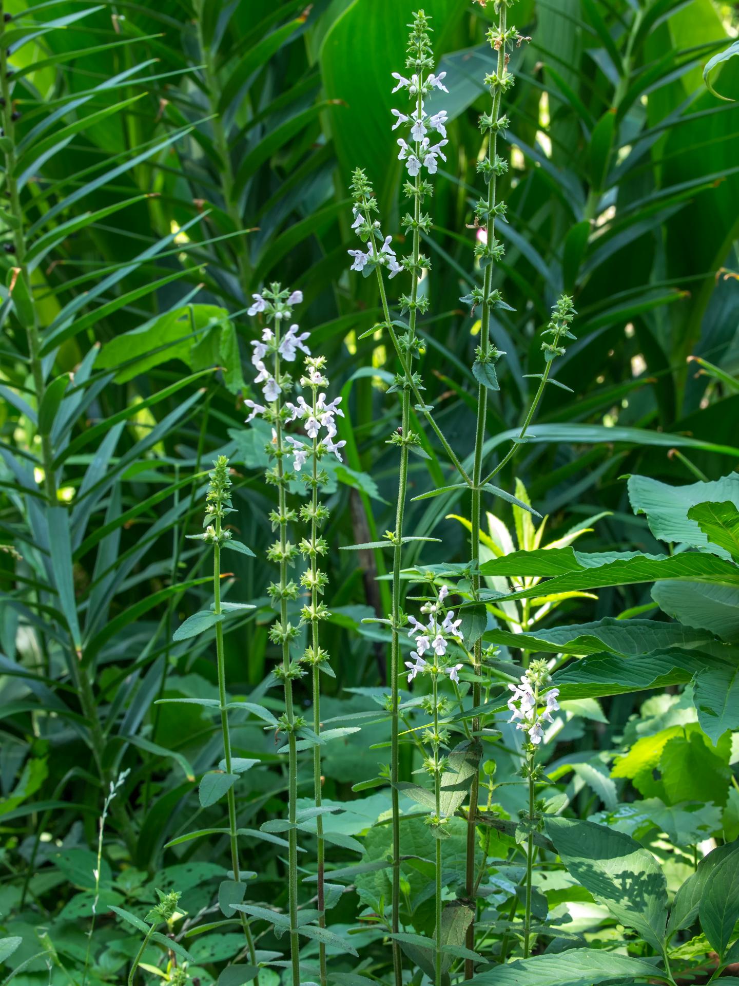 <I>Stachys caroliniana</I> Widest Shot