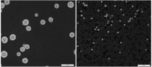 The pathogenic fungus Cryptococcus neoformans adapts rapidly to better infect the brain